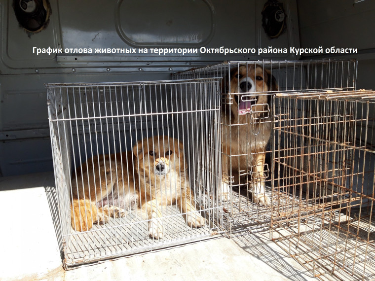 График отлова безнадзорных животных на территории Октябрьского района Курской области. График отлова безнадзорных животных на территории Октябрьского района Курской области.